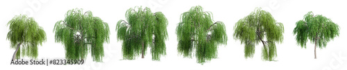 Set of weeping willow tree isolated on transparent background. 3D render.