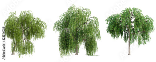 Set of weeping willow tree isolated on transparent background. 3D render.