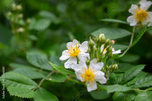 Cherokee rose (Rosa laevigata) flowers. Rosaceae evergreen vine shrub. Five-petaled white flowers bloom from April to May. Fruits are herbal medicines.