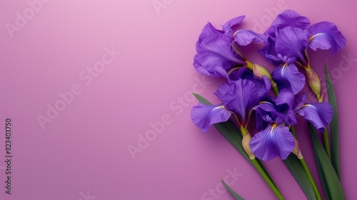 Purple iris flowers arranged on plain pink background