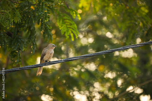 Large grey babbler perched on a power line