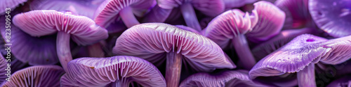 Close Up of Vibrant Purple Mushrooms in a Natural Forest Setting