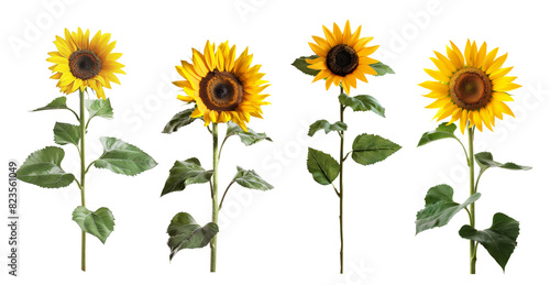 Bright yellow sunflower stems with green leaves transparent background