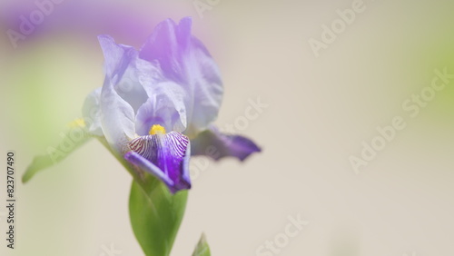 Purple iris germanica. Beautiful iris flower. Iris germanica flowering plant in the family iridaceae. Close up.