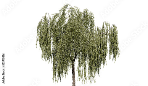 Green wide tree cut out - weeping willow (salix babylonica) - 3D Illustration