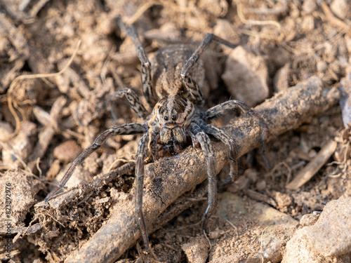 Hogna Carolinensis, Arácnido, araña, 