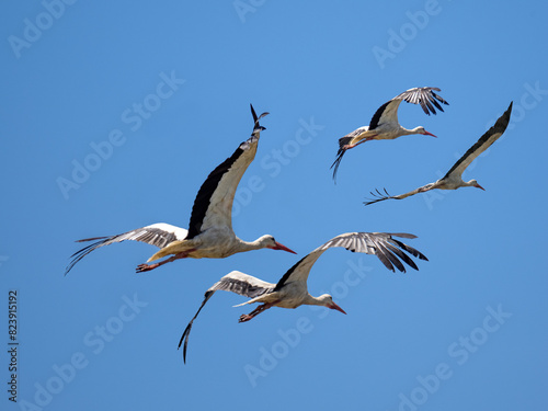 Cigüeñas volando en grupo