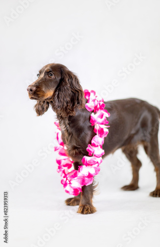 Ciemny Cocker spaniel z obrożą hawaii na białym tle