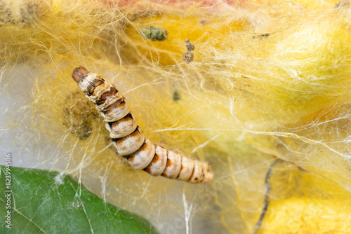 macro close up of a silkworm spinning the cocoon (Bombyx mori - domestic silk moth)