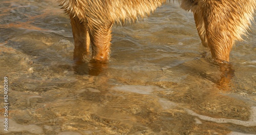 CLOSE UP: Brown dogs paws stand in the sea shallows on the pebbly Croatian coast, gently lapped by tidal waves of crystal clear Adriatic Sea. Summer seaside vacation with pet on a dog friendly beach.