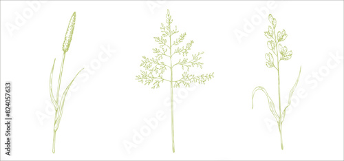 Set of meadow dry plants. Squirrel's tail grass, Millet Grass vector. Hand painted graphic setaria viridis, Milium effusum isolated on background. Botanical, Medicinal and Herbal illustration. For