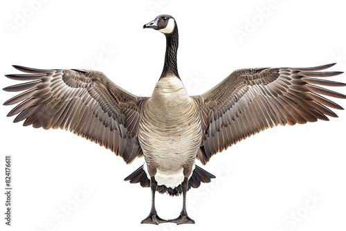 Goose points wing to side standing isolated on white background