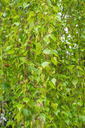 silver birch, warty birch, European white birch, or East Asian white birch (Betula pendula)