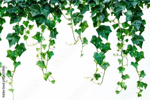 lush green jungle vine plant climbing and isolated on white background botanical photography