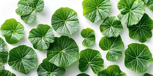 Gotu Kola Leaves Closeup: Asian Organic Herb on White Background. Concept Gotu Kola Leaves, Closeup Shot, Asian Herb, Organic, White Background