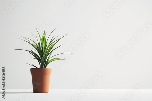 minimalist still life single potted plant on white canvas background highkey photography