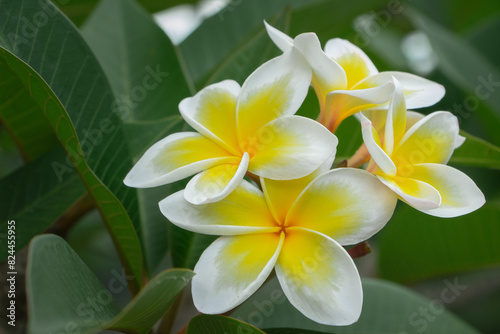 Deciduous shrub of white yellow plumeria or frangipani flower