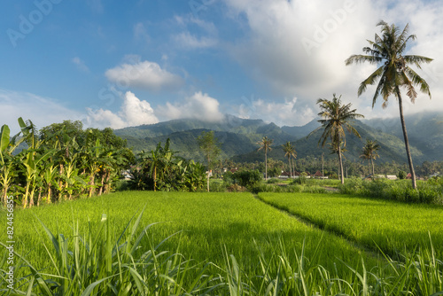 Ricefields coconut palm trees and hills of touristic Amed village in rural part of tropical Bali island, Karangasem district