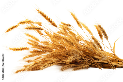 Whispers of Golden Harvest on a White or Clear Surface PNG Transparent Background.