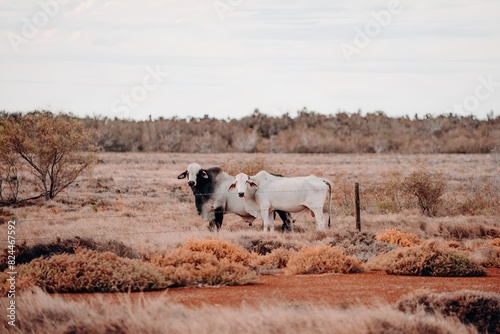 A Herd of Cattle Grazing on Dry Grass Field Kimberley Western Australia Australian Outback Desert Station Cows Bulls Calves