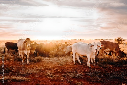 A Herd of Cattle Grazing on Dry Grass Field Kimberley Western Australia Australian Outback Desert Station Cows Bulls Calves