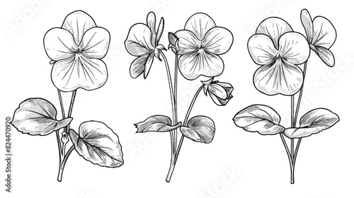 Outlined English common wood violet garden flower. 