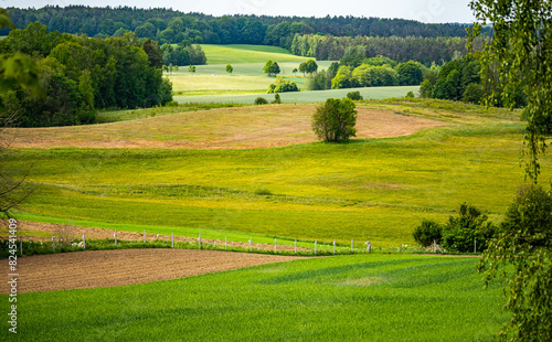 Drzewo piękne