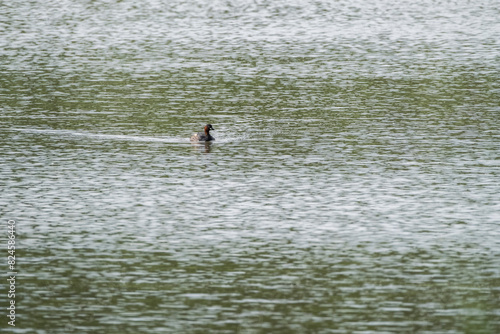 Agua en movimiento y el pato en reposo