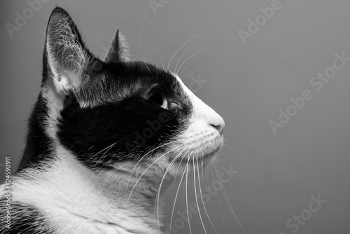 Portret kocicy siedzącej bokiem do obiektywu
