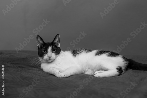Leniwy kot leży smutny i obrażony na wlasciciela na łóżku, czarno-bialy 