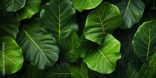 Tropical jungle green leaves background, horizontal Top down view