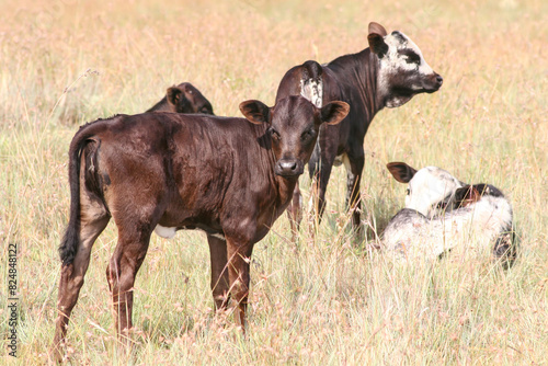 Group of cute brown and white Nguni calves in long grass, looking at camera