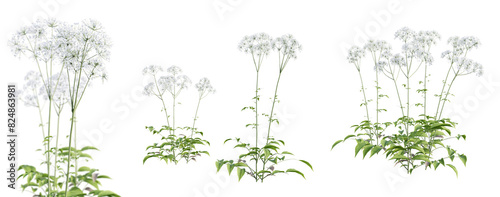 Set of valerian - valeriana officinalis plant isolated on transparent background with selective focus close-up. 3D render.