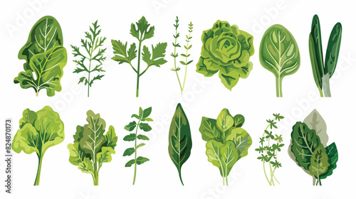 Green vegetables leaf set. Natural salad leaves and h