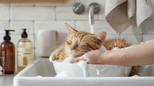 A plump cat being gently washed by its owner in a sink, surrounded by bottles of pet shampoo and towels, capturing a tender moment.