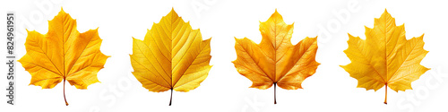 Collection set of autumn yellow leaf isolated on transparent background