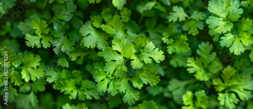 Coriander plant with vibrant leaves