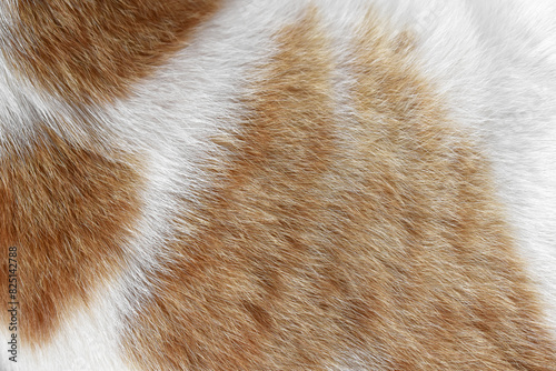 Cat fur texture background. Ginger and white cat fur texture.