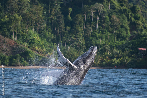 Humpback whale breaching