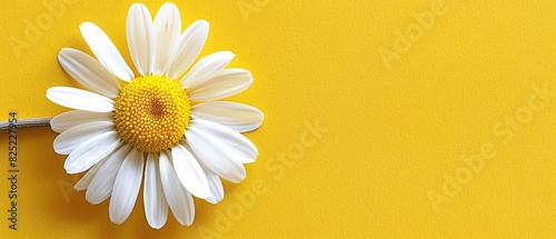 Single daisy flower with blank copyspace on yellow background