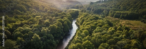 A river winding through a dense, green forest with lush vegetation