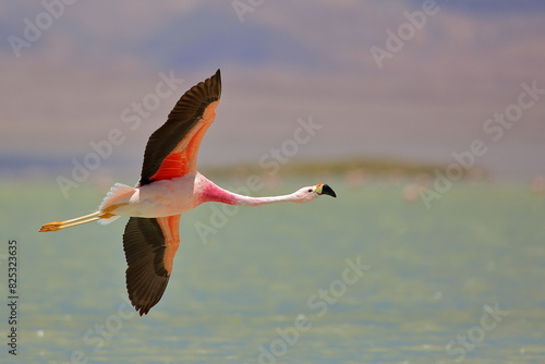 Flamenco Parina grande en vuelo, Salar,