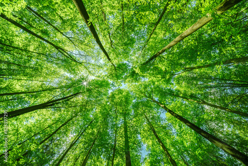 Springtime forest with setting sun shining through leaves and branches. Nature, forestry, habitat, environment and sustainability concepts