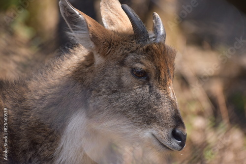 himalayan Goral