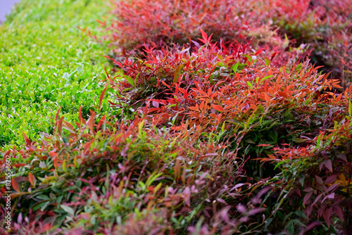 Close-up of Nandina Domestica Gulf Stream (Berberidaceae) foliage, featuring a mix of vibrant green and red leaves in a garden.