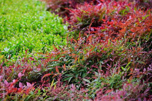 Close-up of Nandina Domestica Gulf Stream (Berberidaceae) foliage, featuring a mix of vibrant green and red leaves in a garden.