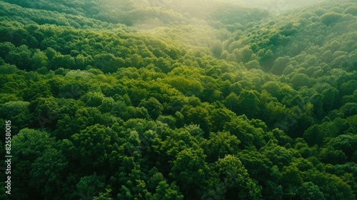 Aerial view of untouched, lush green forest canopy, stretching to the horizon in a tranquil landscape