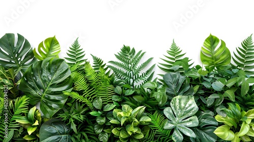 Lush Tropical Plants Arrangement A Vibrant Green Haven on a Pure White Backdrop