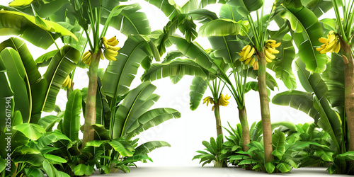 Banana trees isolated on a white background