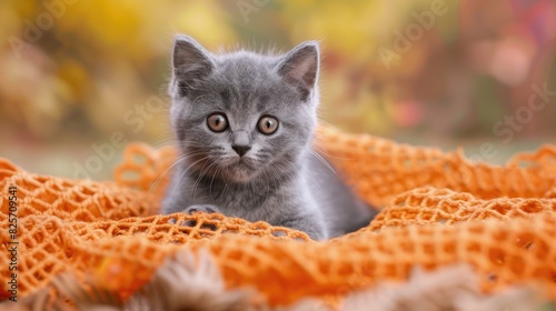 Scottish straight kitten in gray color playing on orange lace